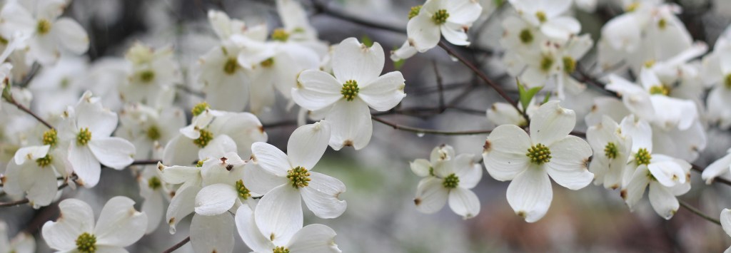 Dogwood Blossoms